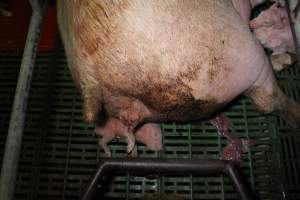 Farrowing crates at Finniss Park Piggery SA - Australian pig farming - Captured at Finniss Park Piggery, Mannum SA Australia.