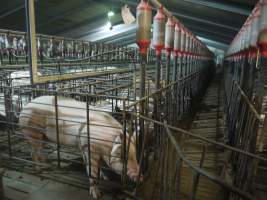 Sow stalls - Australian pig farming - Captured at Grong Grong Piggery, Grong Grong NSW Australia.