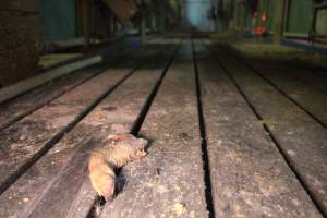 Severed leg of piglet - Australian pig farming - Captured at Yelmah Piggery, Magdala SA Australia.