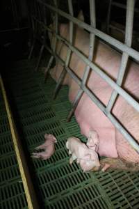 Farrowing crates at Finniss Park Piggery SA - Australian pig farming - Captured at Finniss Park Piggery, Mannum SA Australia.