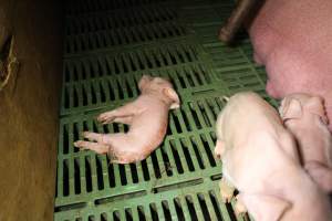 Farrowing crates at Finniss Park Piggery SA - Australian pig farming - Captured at Finniss Park Piggery, Mannum SA Australia.