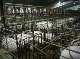 Sow stalls - Australian pig farming - Captured at Grong Grong Piggery, Grong Grong NSW Australia.