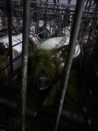 Sow stalls - Australian pig farming - Captured at Grong Grong Piggery, Grong Grong NSW Australia.