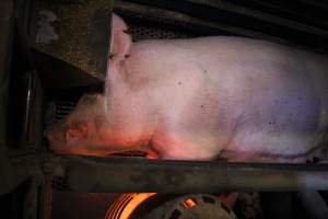 Farrowing crates at Yelmah Piggery SA - Australian pig farming - Captured at Yelmah Piggery, Magdala SA Australia.