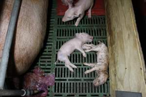 Farrowing crates at Finniss Park Piggery SA - Australian pig farming - Captured at Finniss Park Piggery, Mannum SA Australia.