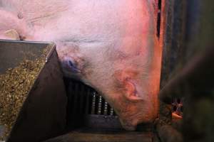Farrowing crates at Yelmah Piggery SA - Australian pig farming - Captured at Yelmah Piggery, Magdala SA Australia.
