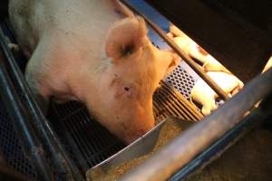 Farrowing crates at Yelmah Piggery SA - Australian pig farming - Captured at Yelmah Piggery, Magdala SA Australia.