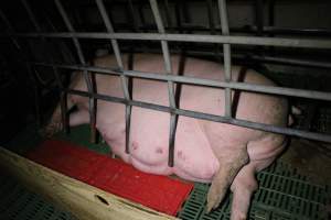 Farrowing crates at Finniss Park Piggery SA - Australian pig farming - Captured at Finniss Park Piggery, Mannum SA Australia.