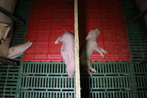 Farrowing crates at Finniss Park Piggery SA - Australian pig farming - Captured at Finniss Park Piggery, Mannum SA Australia.