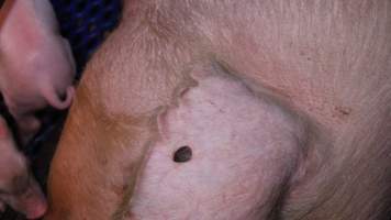 Farrowing crates at Yelmah Piggery SA - Australian pig farming - Captured at Yelmah Piggery, Magdala SA Australia.