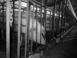 Sow stalls - Australian pig farming - Captured at Grong Grong Piggery, Grong Grong NSW Australia.