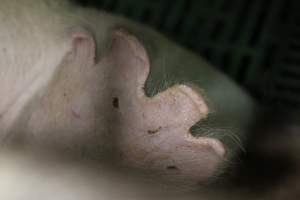 Farrowing crates at Finniss Park Piggery SA - Australian pig farming - Captured at Finniss Park Piggery, Mannum SA Australia.