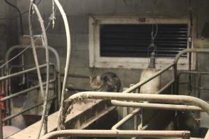 Cat in farrowing shed - Australian pig farming - Captured at Yelmah Piggery, Magdala SA Australia.