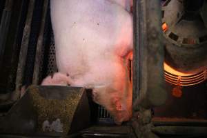 Farrowing crates at Yelmah Piggery SA - Australian pig farming - Captured at Yelmah Piggery, Magdala SA Australia.