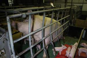 Farrowing crates at Finniss Park Piggery SA - Australian pig farming - Captured at Finniss Park Piggery, Mannum SA Australia.