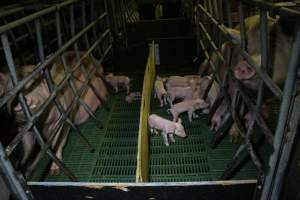 Farrowing crates at Finniss Park Piggery SA - Australian pig farming - Captured at Finniss Park Piggery, Mannum SA Australia.