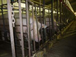 Sow stalls - Australian pig farming - Captured at Grong Grong Piggery, Grong Grong NSW Australia.