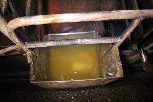 Water dripping into feed tray - Australian pig farming - Captured at Yelmah Piggery, Magdala SA Australia.