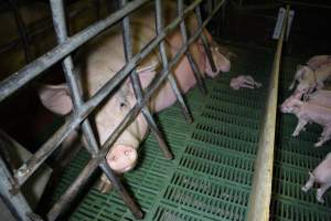 Farrowing crates at Finniss Park Piggery SA - Australian pig farming - Captured at Finniss Park Piggery, Mannum SA Australia.