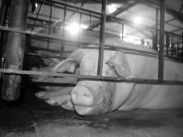 Sow stalls - Australian pig farming - Captured at Grong Grong Piggery, Grong Grong NSW Australia.