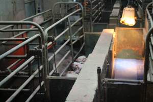 Farrowing crates at Yelmah Piggery SA - Australian pig farming - Captured at Yelmah Piggery, Magdala SA Australia.