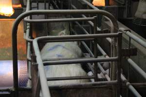 Farrowing crates at Yelmah Piggery SA - Australian pig farming - Captured at Yelmah Piggery, Magdala SA Australia.