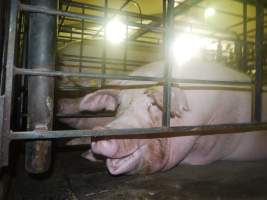 Sow stalls - Australian pig farming - Captured at Grong Grong Piggery, Grong Grong NSW Australia.