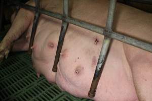 Farrowing crates at Finniss Park Piggery SA - Australian pig farming - Captured at Finniss Park Piggery, Mannum SA Australia.