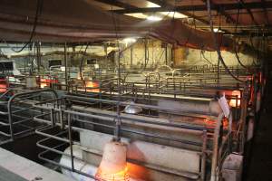 Farrowing crates at Yelmah Piggery SA - Australian pig farming - Captured at Yelmah Piggery, Magdala SA Australia.