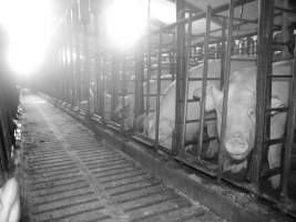 Sow stalls - Australian pig farming - Captured at Grong Grong Piggery, Grong Grong NSW Australia.