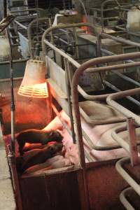 Farrowing crates at Yelmah Piggery SA - Australian pig farming - Captured at Yelmah Piggery, Magdala SA Australia.