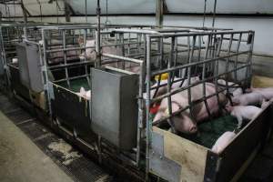 Farrowing crates at Finniss Park Piggery SA - Australian pig farming - Captured at Finniss Park Piggery, Mannum SA Australia.