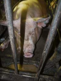 Sow stalls - Australian pig farming - Captured at Grong Grong Piggery, Grong Grong NSW Australia.