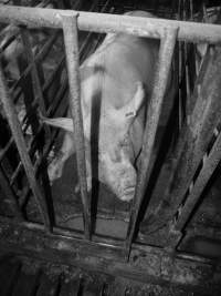 Sow stalls - Australian pig farming - Captured at Grong Grong Piggery, Grong Grong NSW Australia.