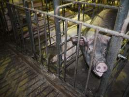 Sow stalls - Australian pig farming - Captured at Grong Grong Piggery, Grong Grong NSW Australia.