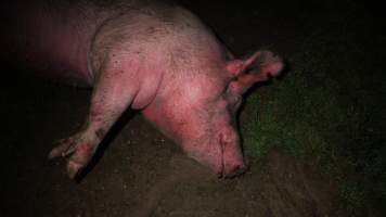 Pile of dead pigs outside - Australian pig farming - Captured at Yelmah Piggery, Magdala SA Australia.