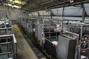 Farrowing crates at Finniss Park Piggery SA - Australian pig farming - Captured at Finniss Park Piggery, Mannum SA Australia.