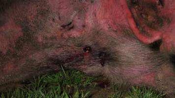 Sow with bullet hole in head - Australian pig farming - Captured at Yelmah Piggery, Magdala SA Australia.