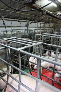 Farrowing crates at Finniss Park Piggery SA - Australian pig farming - Captured at Finniss Park Piggery, Mannum SA Australia.