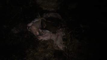 Pile of dead pigs outside - Australian pig farming - Captured at Yelmah Piggery, Magdala SA Australia.