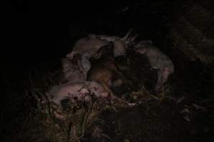 Pile of dead pigs outside - Australian pig farming - Captured at Yelmah Piggery, Magdala SA Australia.