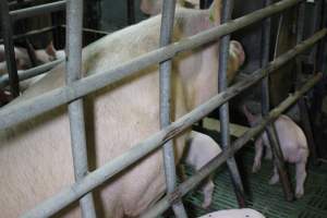 Farrowing crates at Finniss Park Piggery SA - Australian pig farming - Captured at Finniss Park Piggery, Mannum SA Australia.