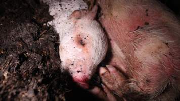 Pile of dead pigs outside - Australian pig farming - Captured at Yelmah Piggery, Magdala SA Australia.