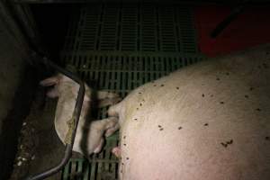 Farrowing crates at Finniss Park Piggery SA - Australian pig farming - Captured at Finniss Park Piggery, Mannum SA Australia.