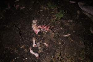 Pile of dead pigs outside - Australian pig farming - Captured at Yelmah Piggery, Magdala SA Australia.