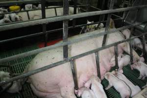 Farrowing crates at Finniss Park Piggery SA - Australian pig farming - Captured at Finniss Park Piggery, Mannum SA Australia.