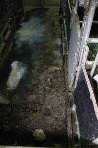 Farrowing crates at Finniss Park Piggery SA - Australian pig farming - Captured at Finniss Park Piggery, Mannum SA Australia.