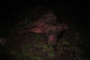 Pile of dead pigs outside - Australian pig farming - Captured at Yelmah Piggery, Magdala SA Australia.