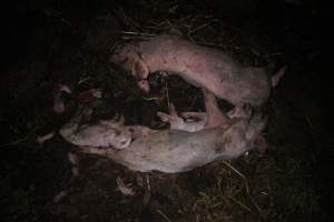 Pile of dead pigs outside - Australian pig farming - Captured at Yelmah Piggery, Magdala SA Australia.