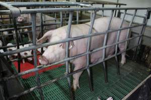 Farrowing crates at Finniss Park Piggery SA - Australian pig farming - Captured at Finniss Park Piggery, Mannum SA Australia.